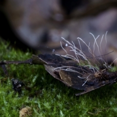 Xylaria sp. at Kianga, NSW - 12 Jul 2019