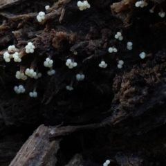 Oligonema verrucosum at Box Cutting Rainforest Walk - 12 Jul 2019 by Teresa