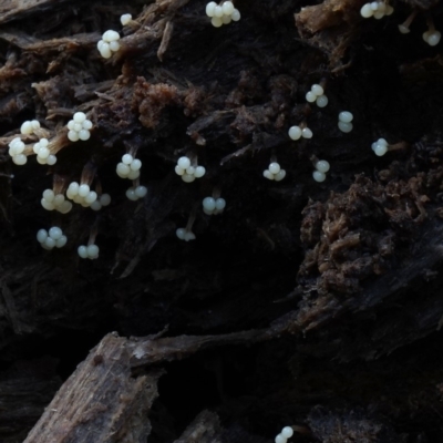 Oligonema verrucosum at Box Cutting Rainforest Walk - 12 Jul 2019 by Teresa