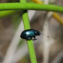 Altica sp. (genus) (Flea beetle) at ANBG - 13 Jul 2019 by TimL