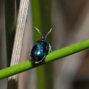 Altica sp. (genus) at Acton, ACT - 13 Jul 2019