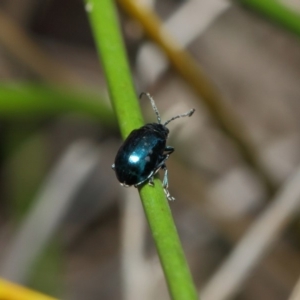 Altica sp. (genus) at Acton, ACT - 13 Jul 2019