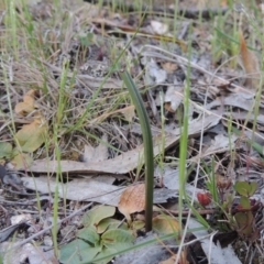 Thelymitra sp. (A Sun Orchid) at Conder, ACT - 2 Oct 2014 by michaelb