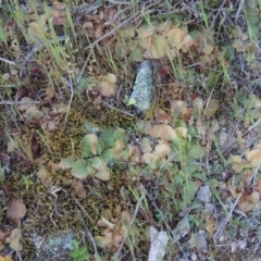 Diplodium sp. (A Greenhood) at Rob Roy Range - 2 Oct 2014 by michaelb