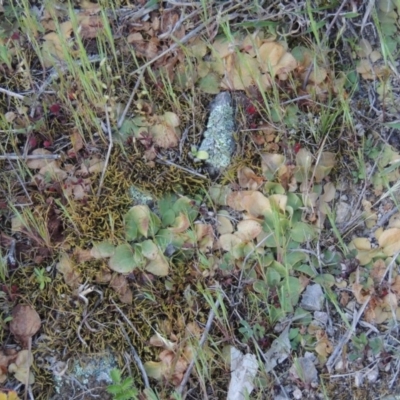 Diplodium sp. (A Greenhood) at Conder, ACT - 2 Oct 2014 by michaelb