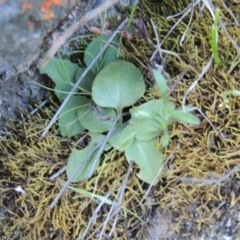 Diplodium sp. at Conder, ACT - suppressed