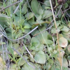 Diplodium sp. (A Greenhood) at Rob Roy Range - 8 Oct 2016 by michaelb