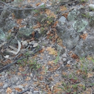 Diplodium sp. at Conder, ACT - 2 Oct 2014