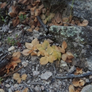 Diplodium sp. at Conder, ACT - 2 Oct 2014