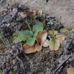 Diplodium sp. (A Greenhood) at Rob Roy Range - 2 Oct 2014 by michaelb