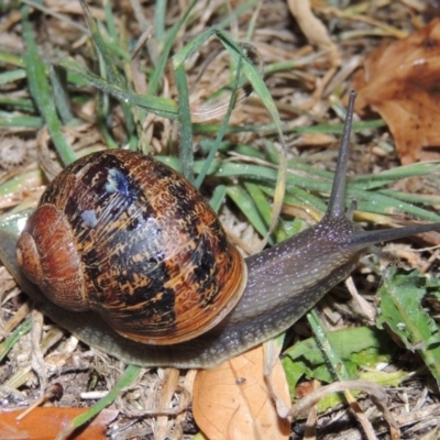 Cornu aspersum (Common Garden Snail) at Pollinator-friendly garden Conder - 28 Apr 2017 by michaelb