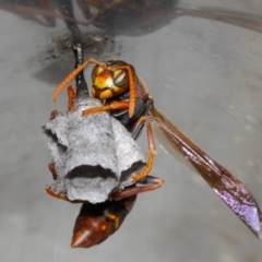 Polistes (Polistella) humilis (Common Paper Wasp) at Evatt, ACT - 14 Oct 2017 by TimL