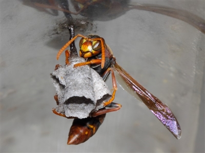 Polistes (Polistella) humilis (Common Paper Wasp) at Evatt, ACT - 13 Oct 2017 by TimL