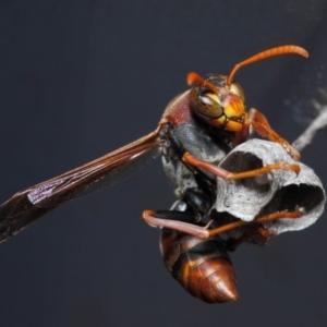 Polistes (Polistella) humilis at Evatt, ACT - 14 Oct 2017 09:11 AM