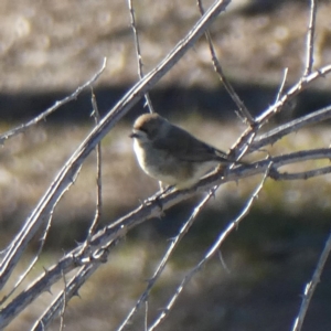 Aphelocephala leucopsis at Jerrabomberra, NSW - 14 Jul 2019