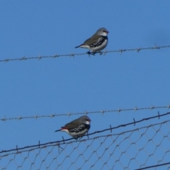 Stagonopleura guttata (Diamond Firetail) at Jerrabomberra, NSW - 14 Jul 2019 by Wandiyali