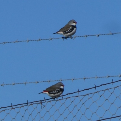 Stagonopleura guttata (Diamond Firetail) at Jerrabomberra, NSW - 13 Jul 2019 by Wandiyali