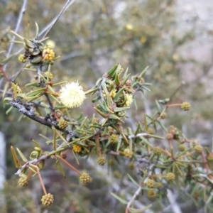 Acacia ulicifolia at O'Malley, ACT - 14 Jul 2019