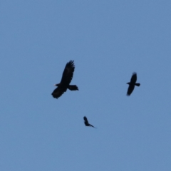 Aquila audax (Wedge-tailed Eagle) at Symonston, ACT - 14 Jul 2019 by redsnow