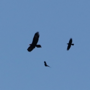 Aquila audax at Symonston, ACT - 14 Jul 2019 10:10 AM