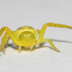 Lehtinelagia sp. (genus) (Flower Spider or Crab Spider) at Evatt, ACT - 25 Nov 2017 by TimL