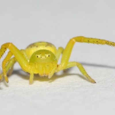 Lehtinelagia sp. (genus) (Flower Spider or Crab Spider) at Evatt, ACT - 25 Nov 2017 by TimL