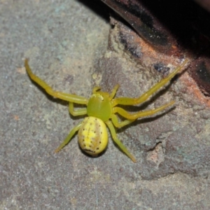 Lehtinelagia sp. (genus) at Evatt, ACT - 25 Nov 2017