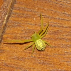 Lehtinelagia sp. (genus) at Evatt, ACT - 25 Nov 2017 03:37 PM