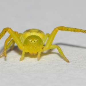 Lehtinelagia sp. (genus) at Evatt, ACT - 25 Nov 2017