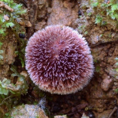 Geastrum sp. (genus) (An earthstar) at Box Cutting Rainforest Walk - 16 Jan 2019 by JohnC2