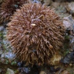 Geastrum sp. at Box Cutting Rainforest Walk - 16 Jan 2019 11:12 AM