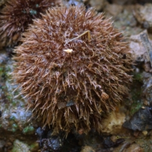 Geastrum sp. at Box Cutting Rainforest Walk - 16 Jan 2019 11:12 AM