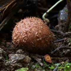 Geastrum sp. (genus) (An earthstar) at Box Cutting Rainforest Walk - 14 Jul 2019 by JohnC2