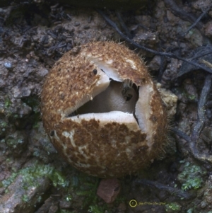 Geastrum sp. (genus) at Box Cutting Rainforest Walk - 14 Jul 2019 10:18 AM