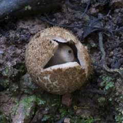 Geastrum sp. at Box Cutting Rainforest Walk - 14 Jul 2019