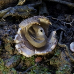 Geastrum sp. (genus) at Box Cutting Rainforest Walk - 14 Jul 2019 10:18 AM