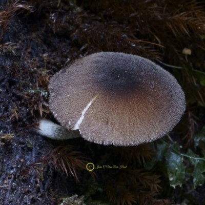 Pluteus sp. at Box Cutting Rainforest Walk - 11 Jul 2019 by Teresa