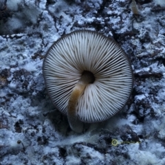 Pluteus sp. at Kianga, NSW - 12 Jul 2019