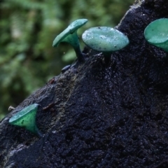 Chlorociboria species (Green Stain Elf Cups) at Box Cutting Rainforest Walk - 14 Jul 2019 by Teresa