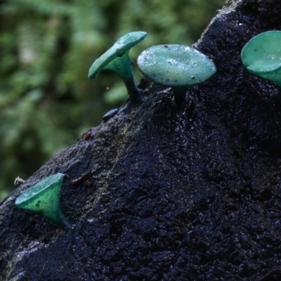 Chlorociboria aeruginascens (Green Stain Elf Cups) at Kianga, NSW - 13 Jul 2019 by Teresa