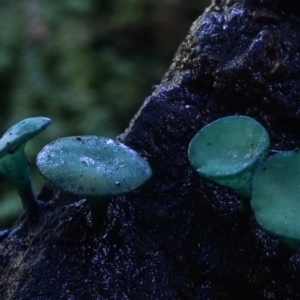 Chlorociboria species at Box Cutting Rainforest Walk - 14 Jul 2019