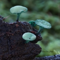 Chlorociboria aeruginascens at Box Cutting Rainforest Walk - 14 Jul 2019