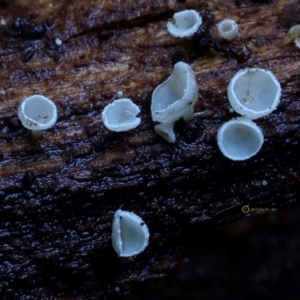 zz – ascomycetes - apothecial at Kianga, NSW - 14 Jul 2019 12:00 AM