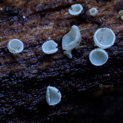 zz – ascomycetes - apothecial (Cup fungus) at Box Cutting Rainforest Walk - 13 Jul 2019 by Teresa