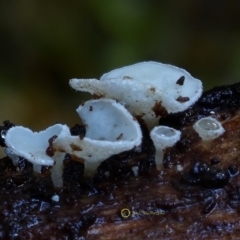 zz – ascomycetes - apothecial at Kianga, NSW - 14 Jul 2019 12:00 AM