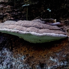 Ganoderma sp. (Ganoderma sp.) at Kianga, NSW - 14 Jul 2019 by Teresa