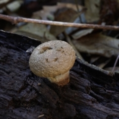 Lycoperdon pyriforme (Stump Puffball) at Box Cutting Rainforest Walk - 14 Jul 2019 by Teresa