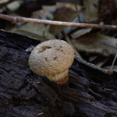 Lycoperdon pyriforme (Stump Puffball) at Bodalla State Forest - 13 Jul 2019 by Teresa