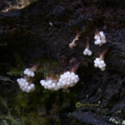 Trichia verrucosa at Kianga, NSW - 13 Jul 2019 by Teresa