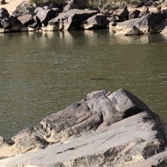 Ornithorhynchus anatinus (Platypus) at Tuggeranong DC, ACT - 14 Jul 2019 by Mcdo154